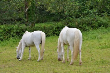 Obraz na płótnie Canvas Jolis chevaux blanc dans une prairie
