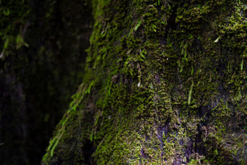 Moss on the dead tree