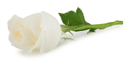 white rose flower isolated on white background - 277222379
