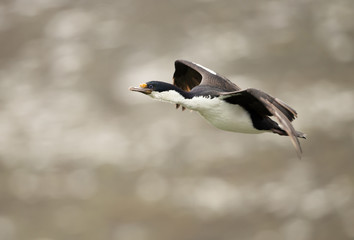 Close-up of an Imperial shag in flight