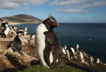 Close up of a Rockhopper penguin (Eudyptes chrysocome) standing in a group of penguins and Imperial...