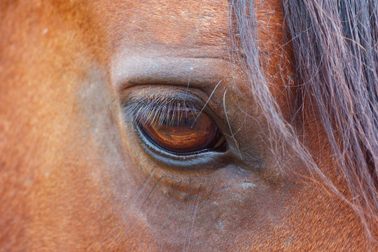 Close up of an amber colored horse eye with long lashes of brown stallion
