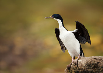Imperial shag perched with wings spread