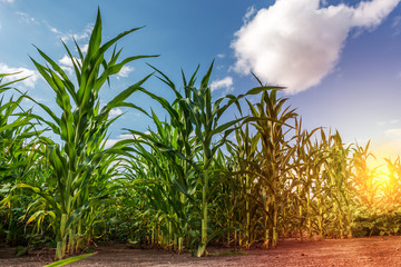  A field of sunflowers and corn against the backdrop of a sunset and blue sky