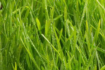 Fototapeta na wymiar drops of dew on a green grass