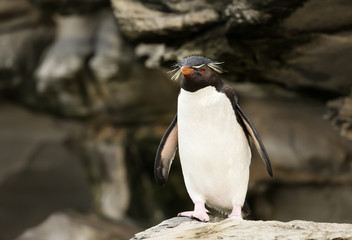 Obraz premium Southern rockhopper penguin standing on a rock