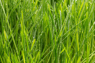 Fresh green grass with dew drops closeup. Nature Background