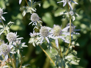 Der Flachblatt-Mannstreu oder Flachblatt-Edeldistel (Eryngium planum)
