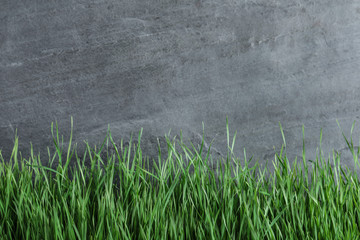Obraz na płótnie Canvas Fresh green grass near grey fence. Space for text