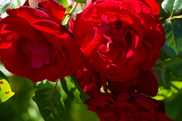 Naklejka premium Close up of red roses on a bush in bloom in sunshine