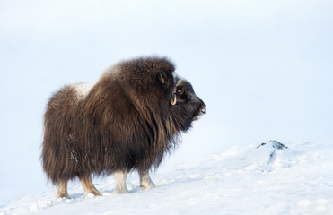 Close up of a Musk Ox in Winter