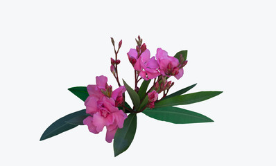 isolated flowers Nerium oleander