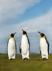 Close up of King penguins on a sunny summer day