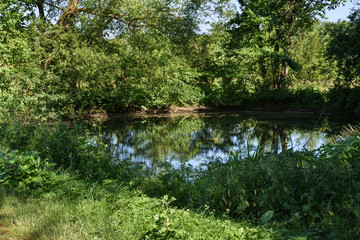 pond with trees