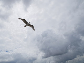 Möwe im Flug