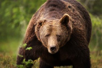 Obraz na płótnie Canvas Close-up of a huge European brown bear