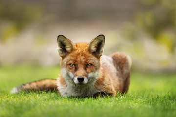 Naklejka na ściany i meble Close up of a red fox laying on grass