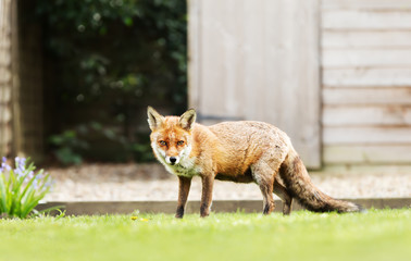 Fototapeta premium Close up of a red fox in the garden by a shed