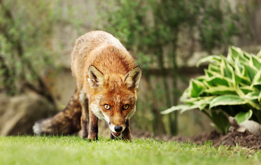 Close up of a red fox in the garden
