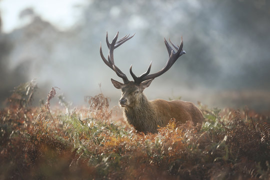 Red deer stag during rutting season on a foggy autumn morning