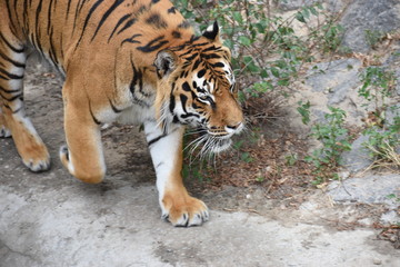 the tiger imposingly lies on emerald grass and rests, Beautiful powerful big tiger cat Amur tiger on the background of summer green grass and stones.