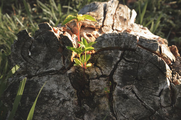 Obraz premium The photo shows a cut tree that continues to live.