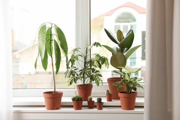 Different indoor plants on window sill at home