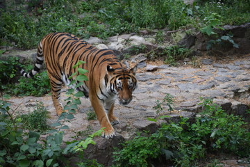 the tiger imposingly lies on emerald grass and rests, Beautiful powerful big tiger cat Amur tiger...