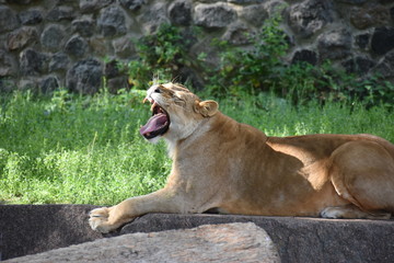 Naklejka na ściany i meble Lion male sleeping in the green grass.