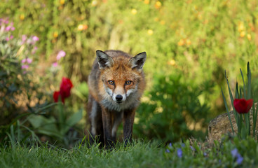 Close up of a red fox among flowers