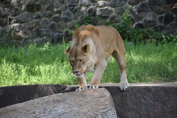 Lion male sleeping in the green grass.