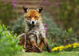Close up of a red fox among flowers