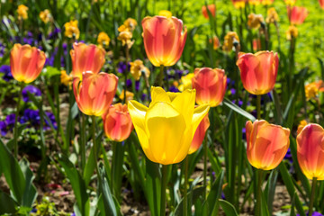 In spring, tulips grew and blossomed in parks and flower beds.