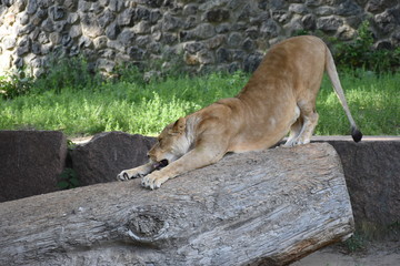 Lion male sleeping in the green grass.