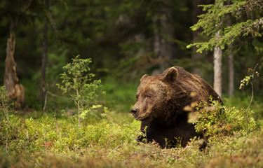 Close-up of a male European brown bear lying in boreal forest