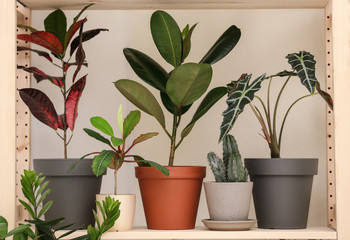 Different home plants on shelf near light wall