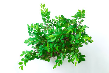 Obraz premium Bonsai tree isolated on white background.