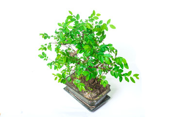 Bonsai tree isolated on white background.
