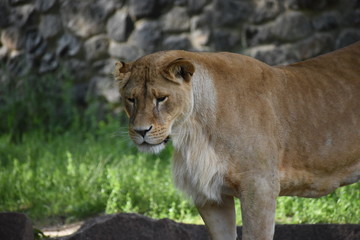 Obraz premium Lion male sleeping in the green grass.