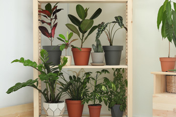 Different home plants on shelves near light wall