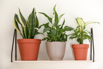 Different home plants on shelf near light wall