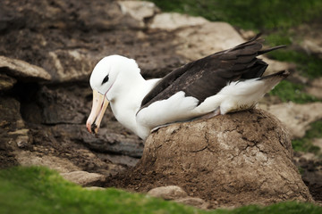 Black-browed Albatross building a mud pillar nest