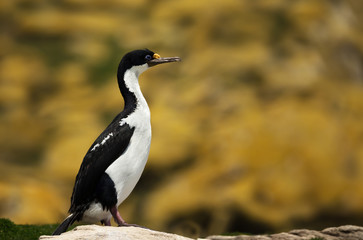 Close-up of an Imperial shag perched on a rock