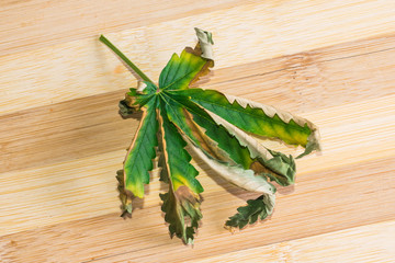 Cannabis leaf that begins to dry. Semi-dried leaf of marijuana on a wooden background.