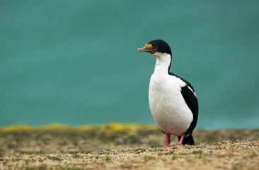 Close-up of an Imperial shag, Falkland Islands.