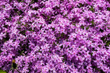 Lush carpet of pink flowers in a flower bed at the end of may.