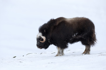 Close up of a young musk ox in snow