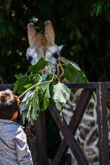 young latin child feeding giraffe in guatemalan zoo
