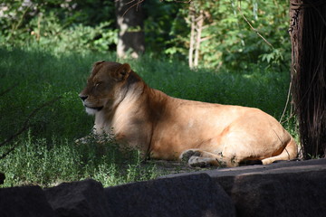 Lion male sleeping in the green grass.