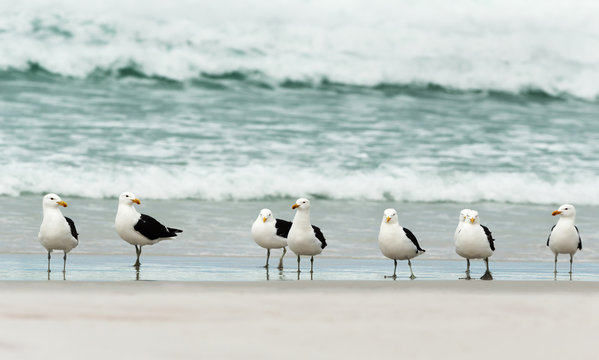 Group of kelp gulls on a sandy beach
